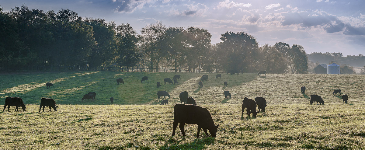 Grazing Cattle