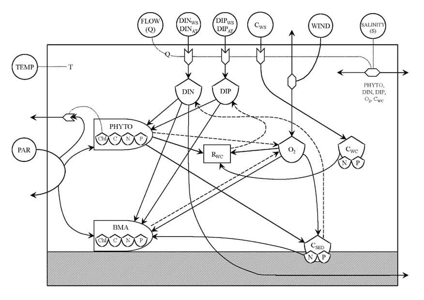 Estuarine eutrophication model