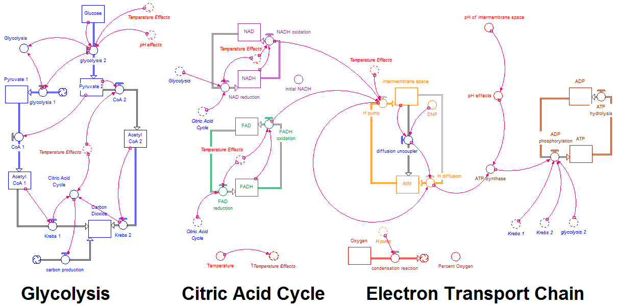 Cell respiration model