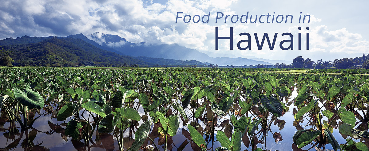 Taro fields on the island of Kauai, Hawaii
